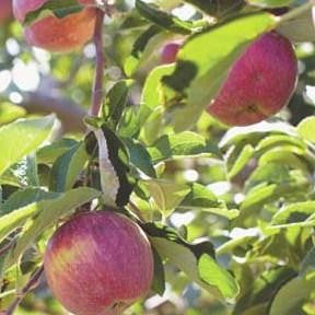 Jonathan Apple Trees