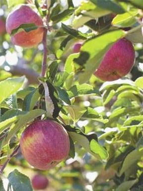 Jonathan Apple Trees