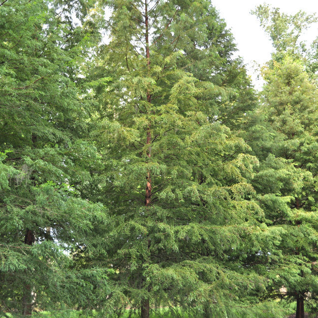 Bald Cypress Deciduous Trees