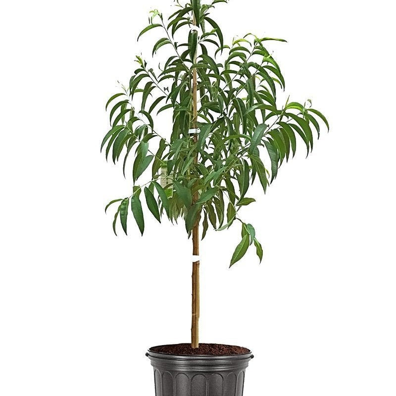 Dixieland Peach Tree for sale
