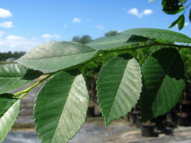 Elm Trees | Elm Drake