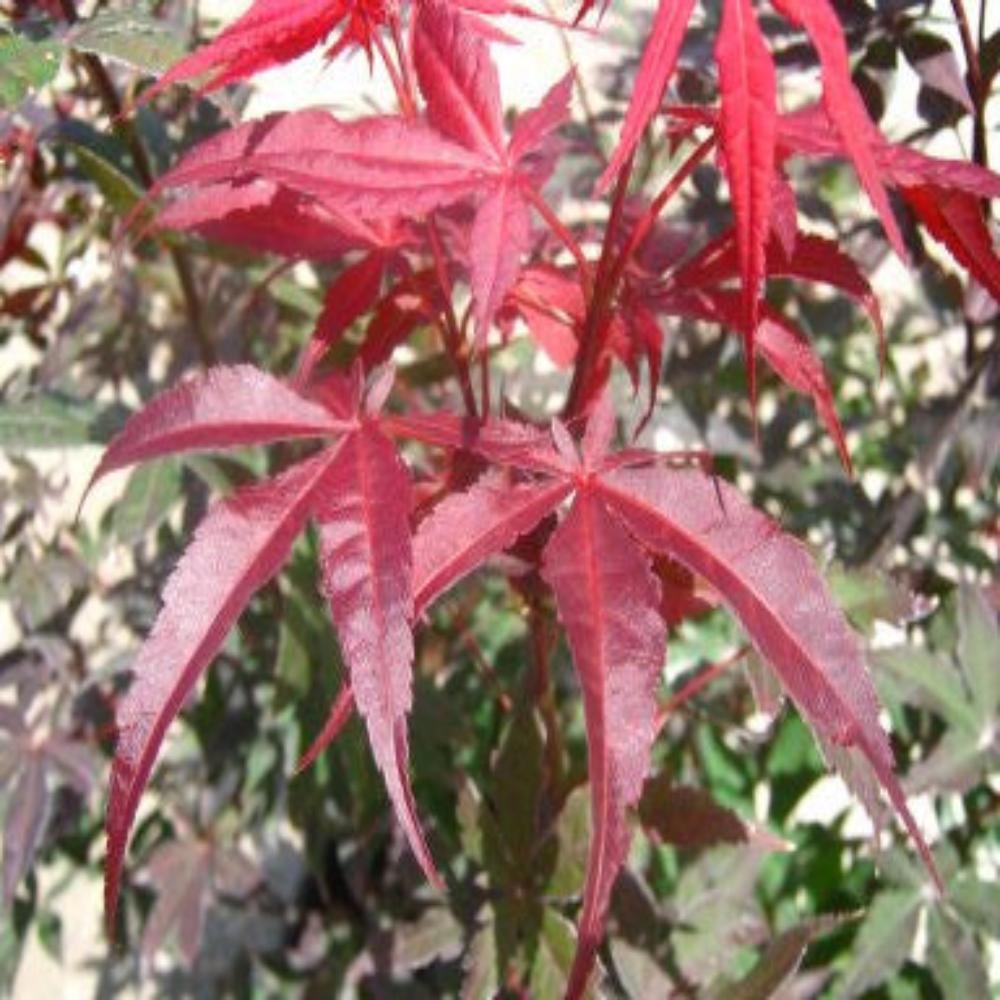 Red Japanese Maple Tree