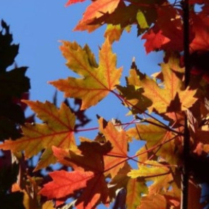 Autumn Blaze Maple Tree