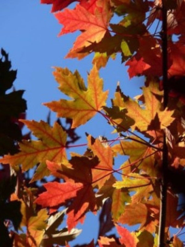 Autumn Blaze Maple Tree