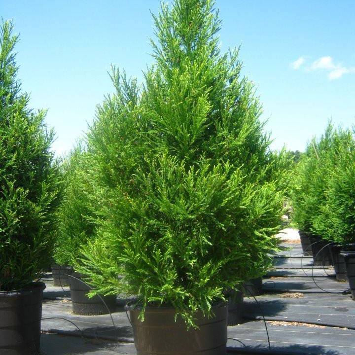 Cryptomeria Radicans Evergreen Trees