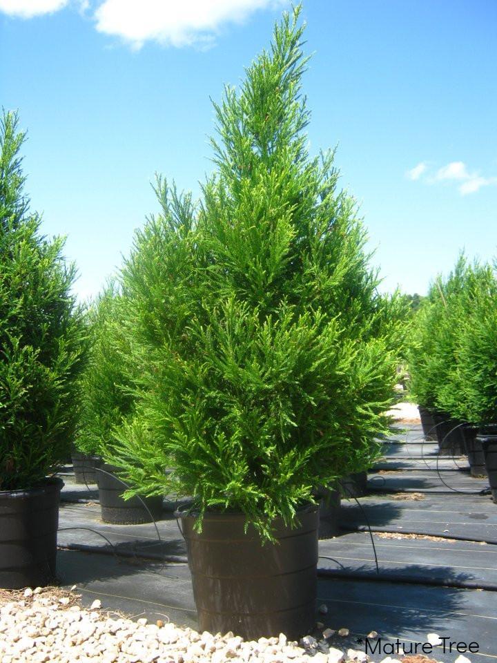 Cryptomeria Radicans Evergreen Trees