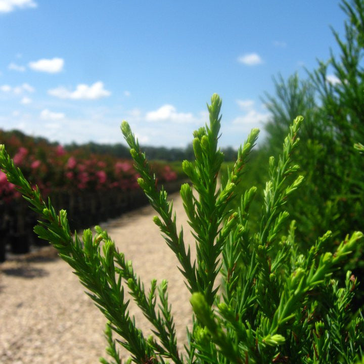 Evergreen Trees | Cryptomeria Radicans