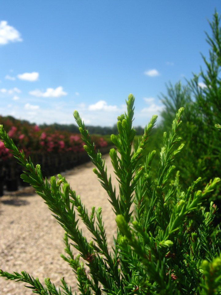 Evergreen Trees | Cryptomeria Radicans