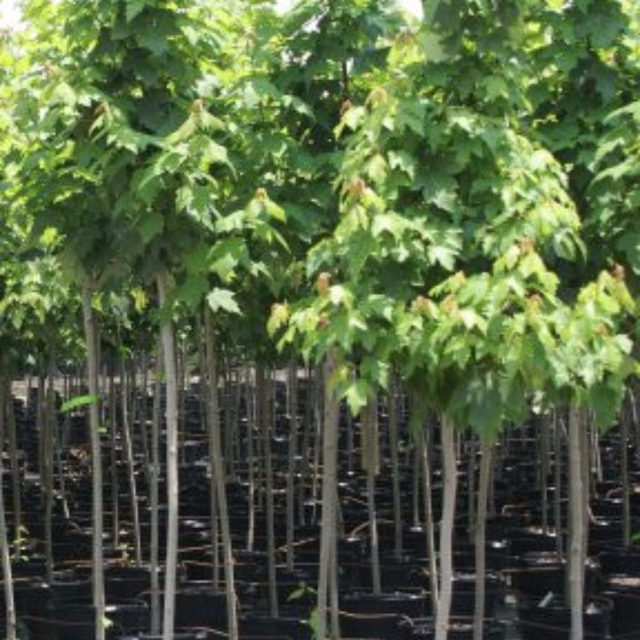 Red Simpson Select Maple Trees