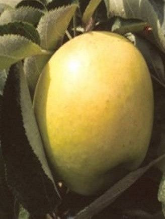 Apple Trees | Shizuka Apple Tree | Fruit Trees