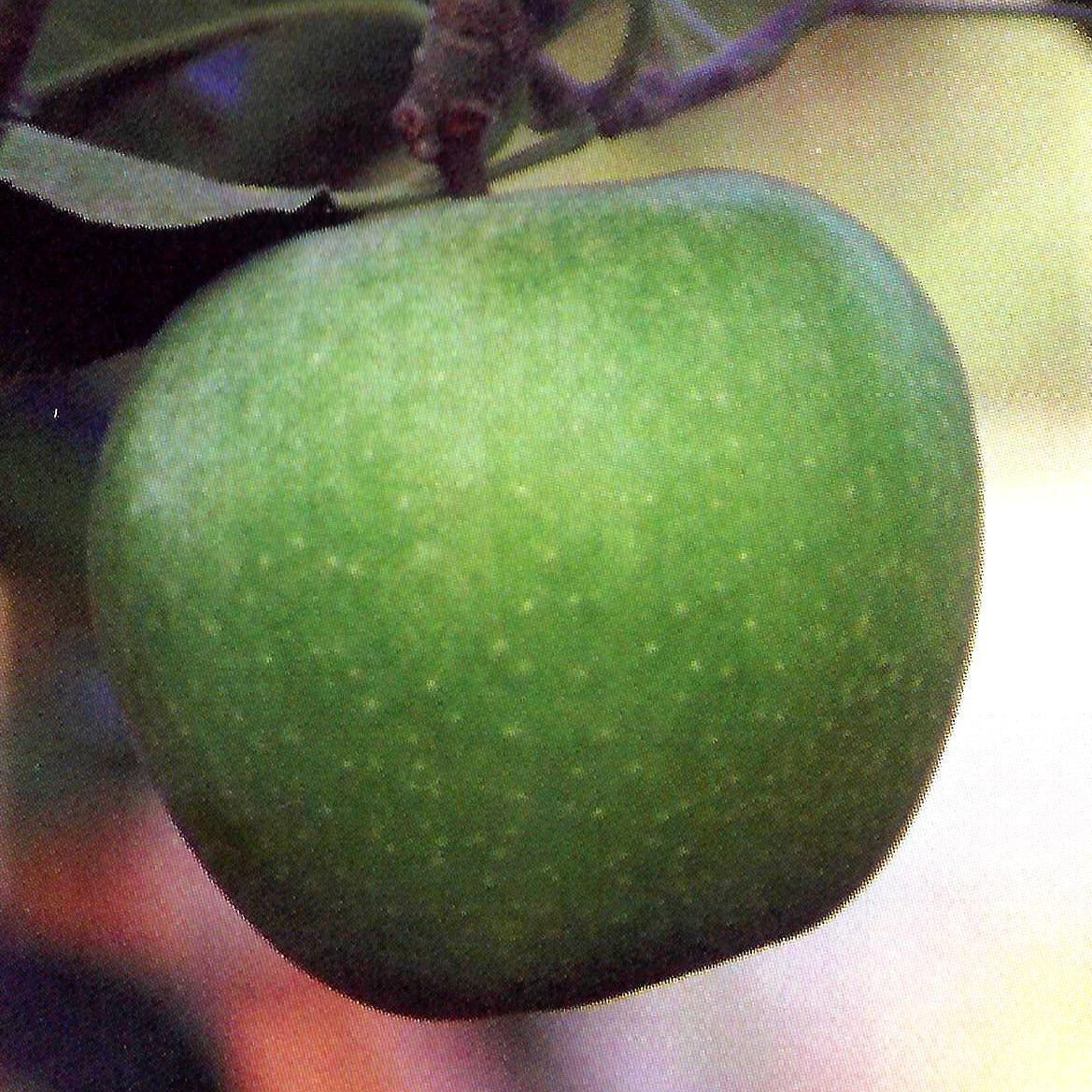 Granny Smith Apple