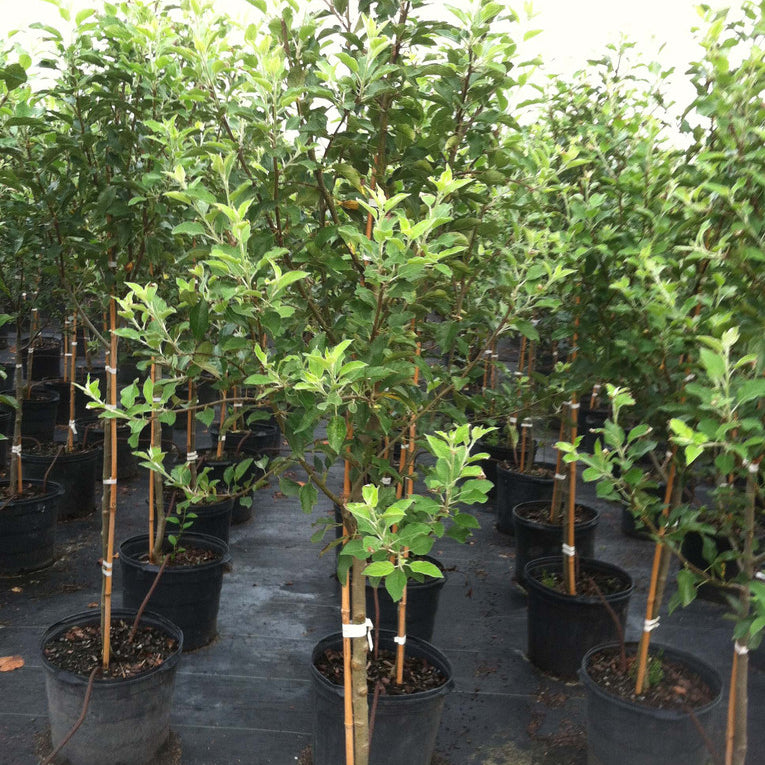 Apple Trees - Jonathan