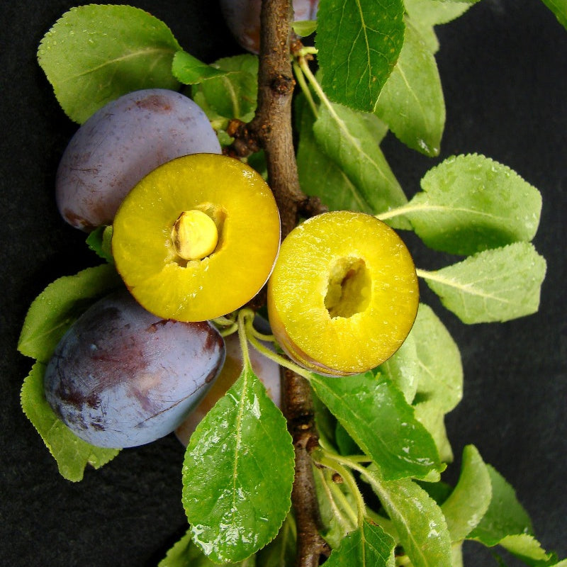 Damson Plum Trees | Fruit Trees
