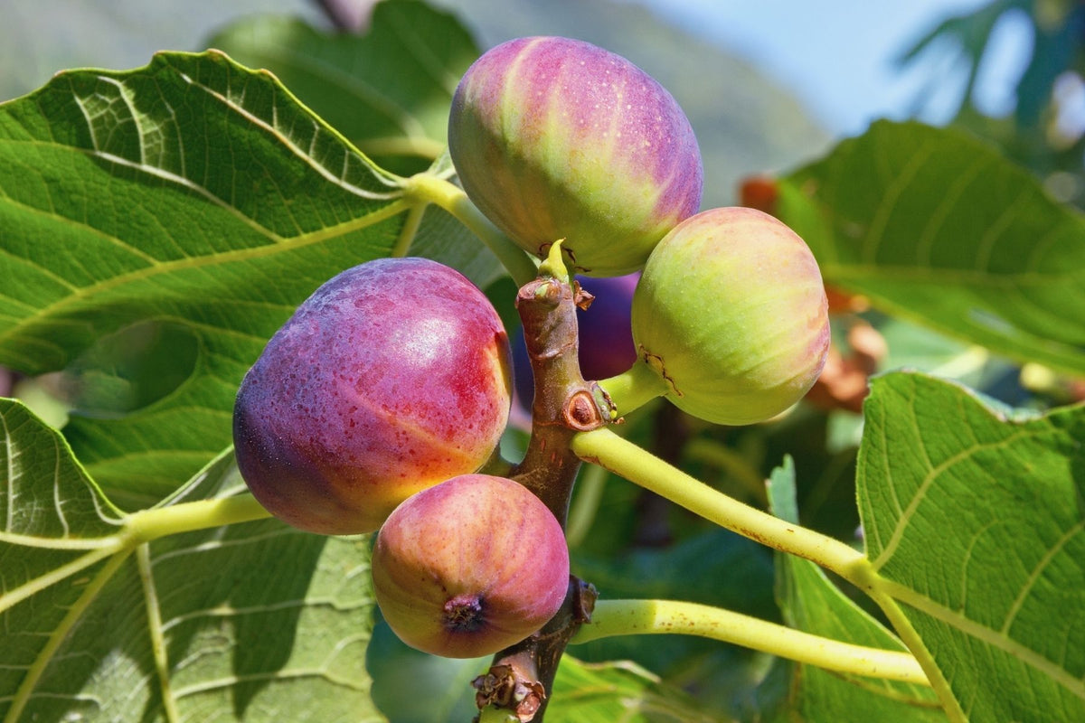 How Chilly Weather Can Affect Tree Growth