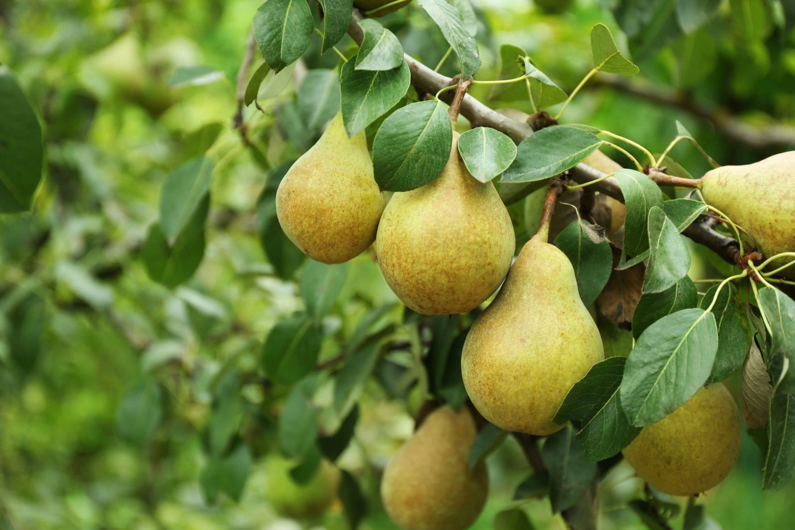 5 of the Best Pear Tree Varieties To Grow at Home – Plant Me Green