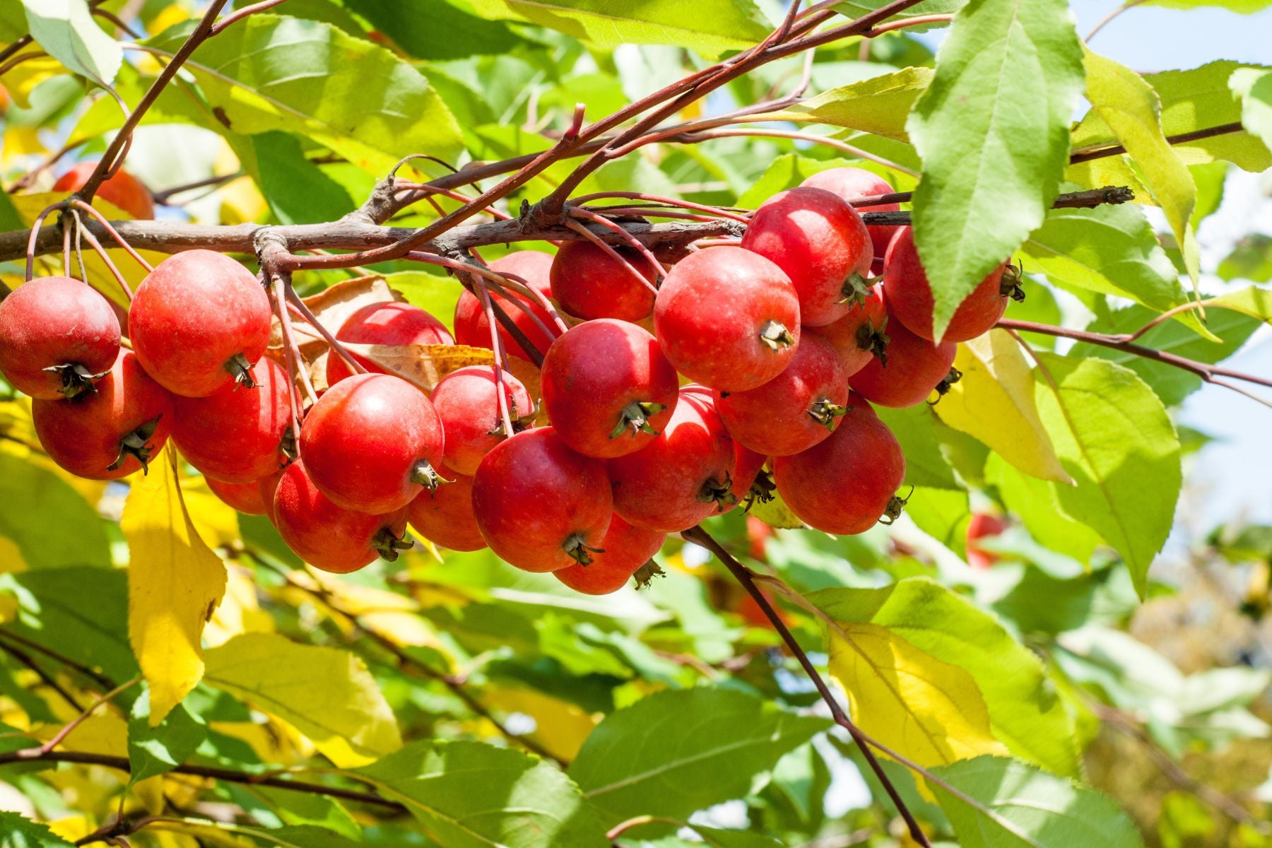 Can You Eat Crab Apples? Yes, Here's How