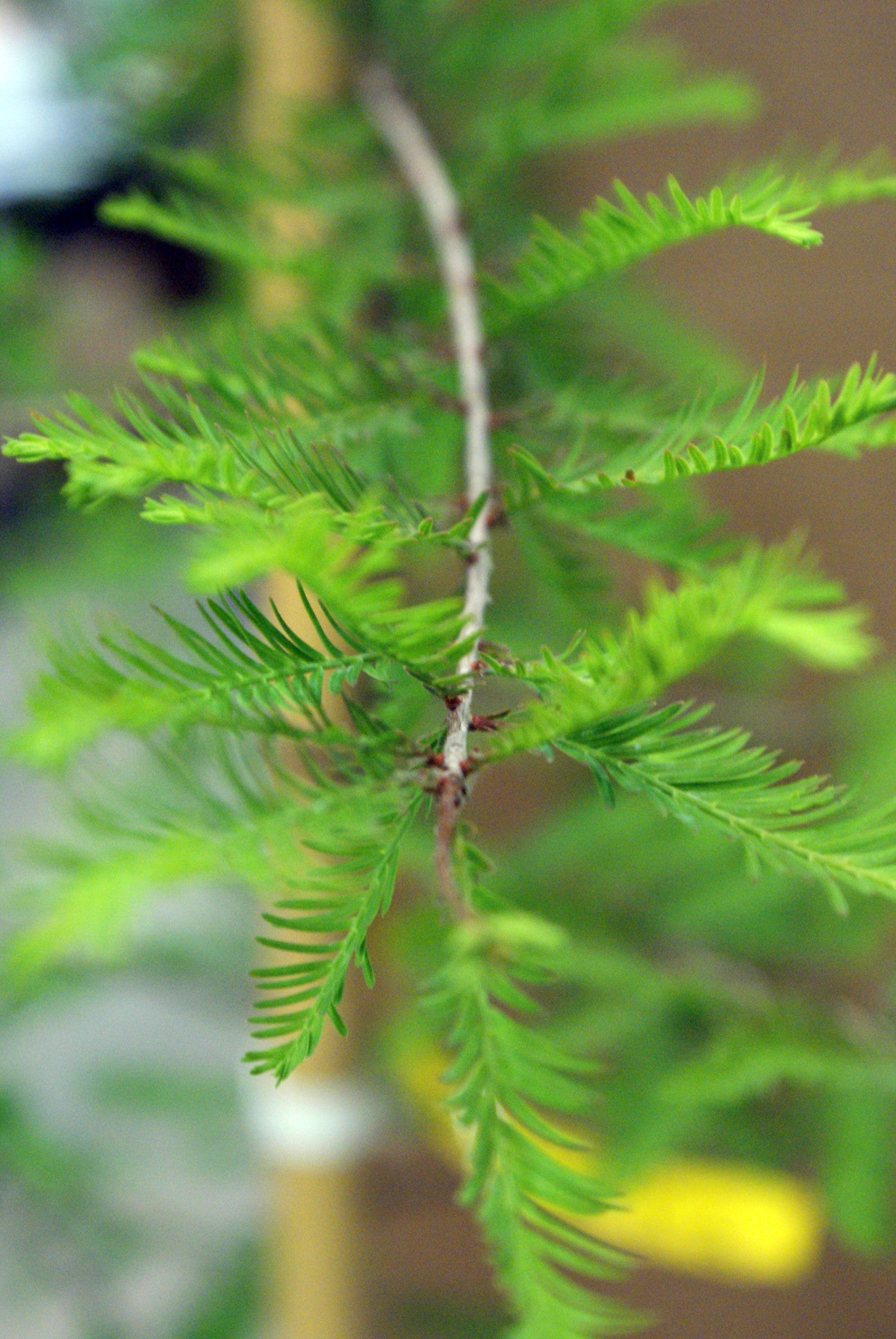 Prettiest Plants on the Nursery: Wonderful Pomegranate & Bald Cypress