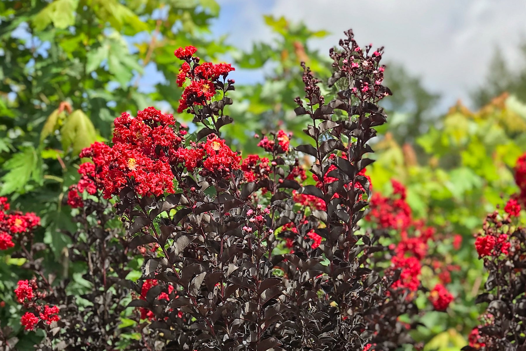 The Colorful Black Diamond® Crape Myrtle