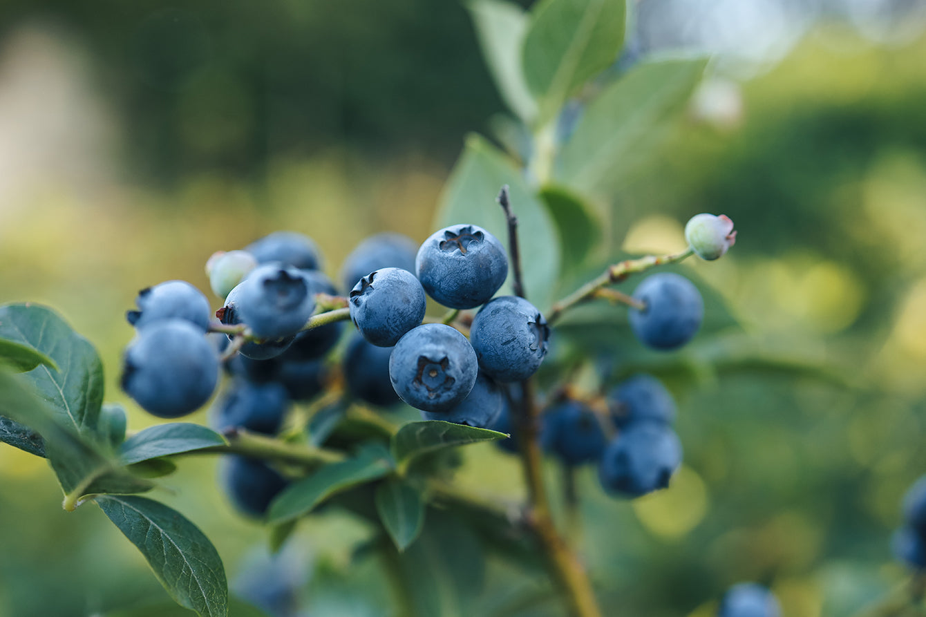 The Challenge of Growing Blueberries – What Every Gardener Should Know