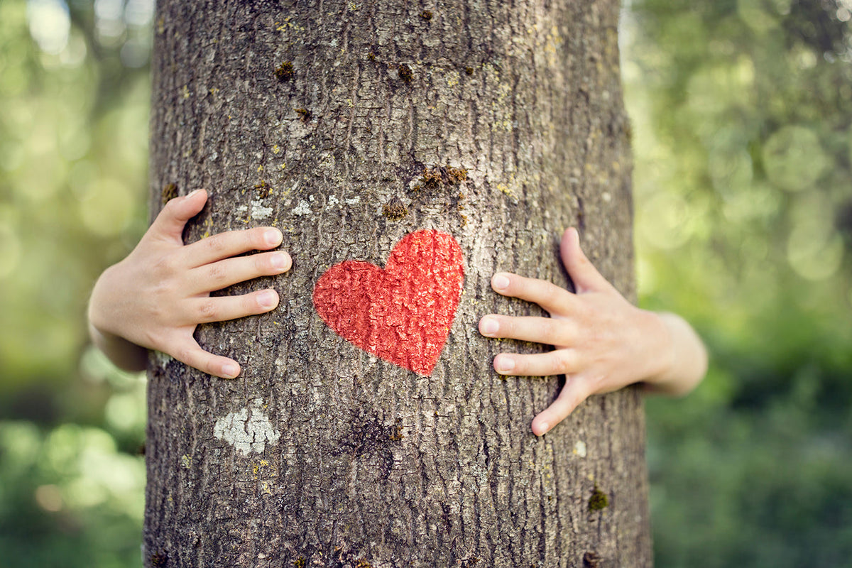 Tree CPR: Critical Steps for Rescuing a Struggling Tree – Plant Me Green