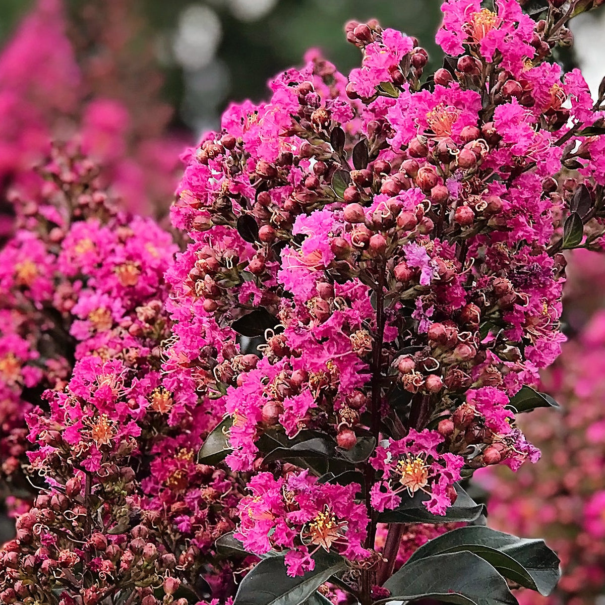 Crape Muyrtle Choosing the Right Crape Myrtle for You – Plant Me Green