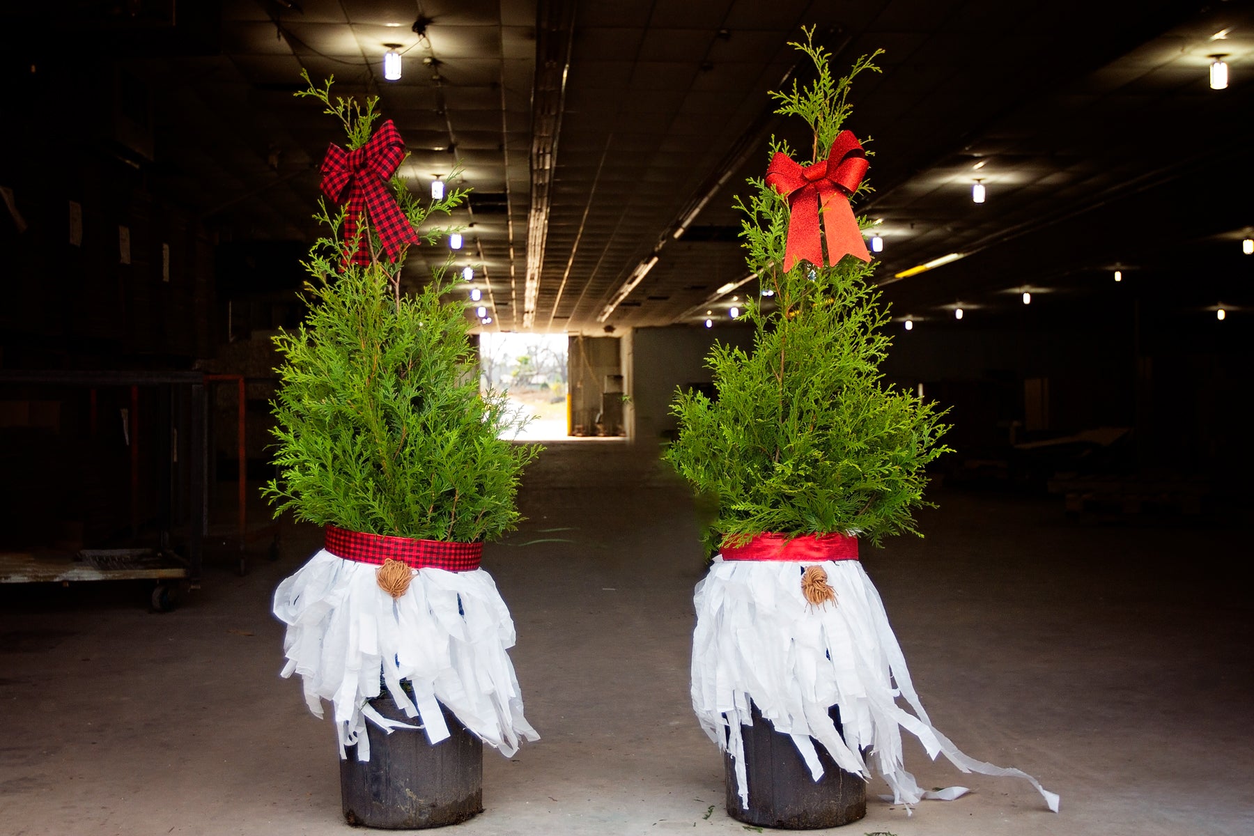 How to Make Tree Gnomes from Thuja Green Giants