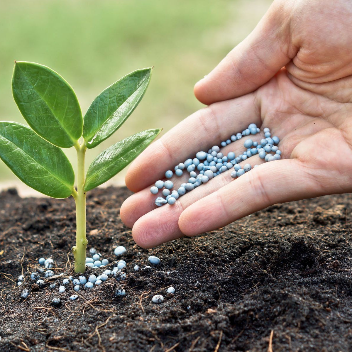 3 Nutrients You Absolutely Need for Your Newly Planted Tree – Plant Me ...