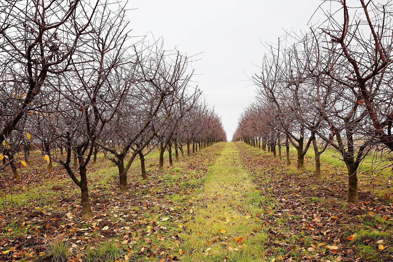 Understanding Plant Dormancy: Why Your Trees Look Dead (But Aren’t)