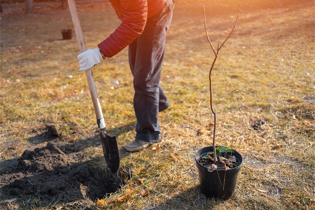 Fall Prep for Spring Blooms