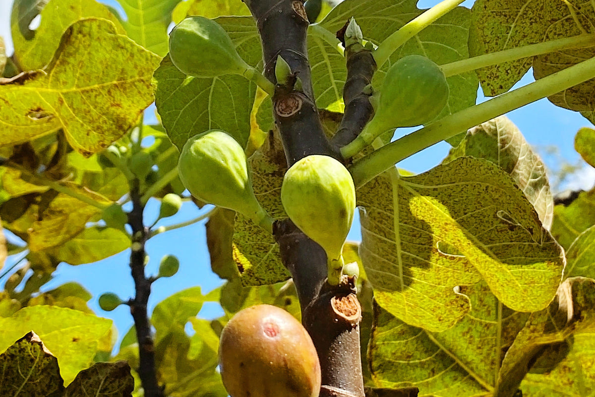 Feg Rust Fig Rust and Leaf Drop: What Southern Gardeners Should Know – Plant Me ...