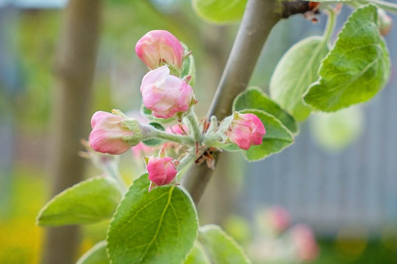 To Pinch or Not to Pinch: That is the Question for Fruit Blooms
