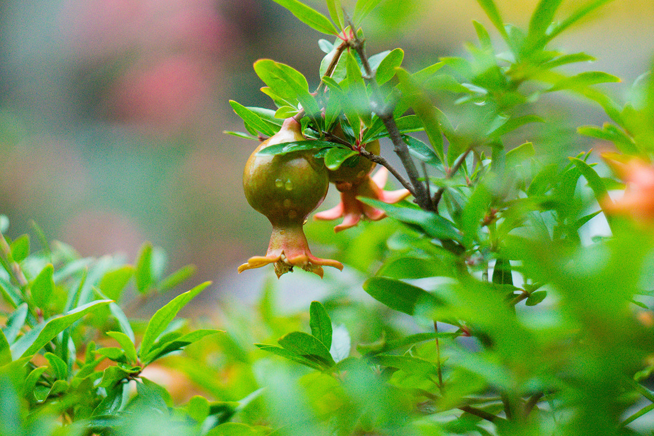 Understanding Fruit Set: How Windy and Rainy Springs Affect Your Harvest