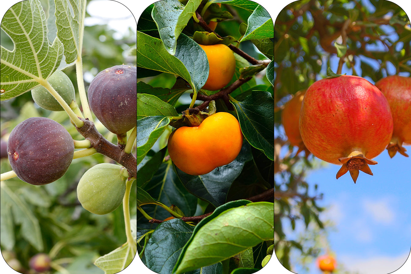 Skip the Fertilizer on These Fruit Trees