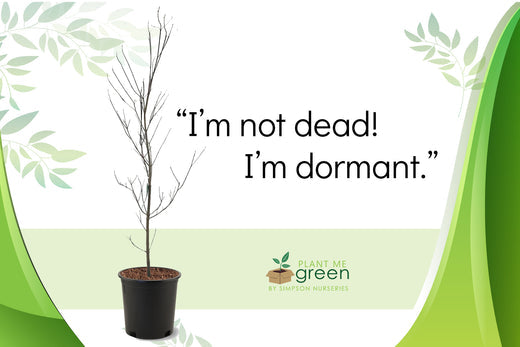 What to Expect from Our Trees: Winter Edition