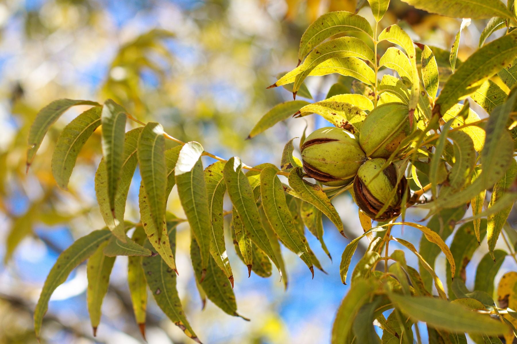 What Those Brown Spots on Your Pecan Tree Leaves Mean