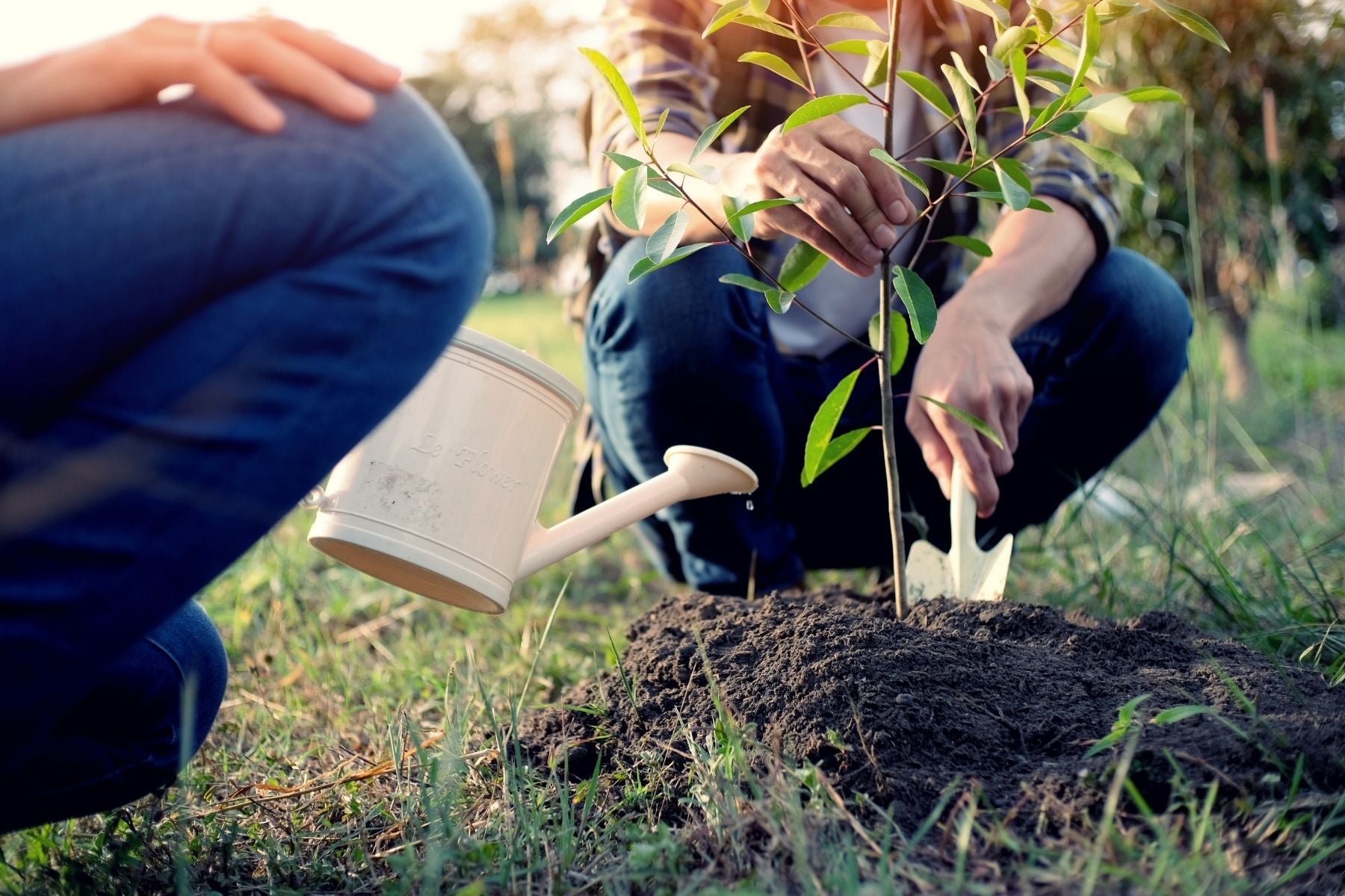 How Much Water Should You Give Your Fruit Trees?