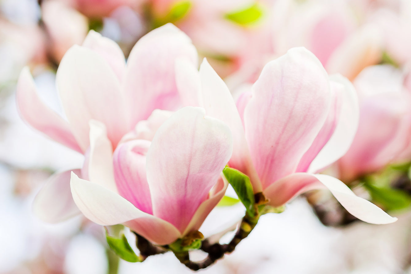 Why Japanese Magnolias Are the First Signs of Spring