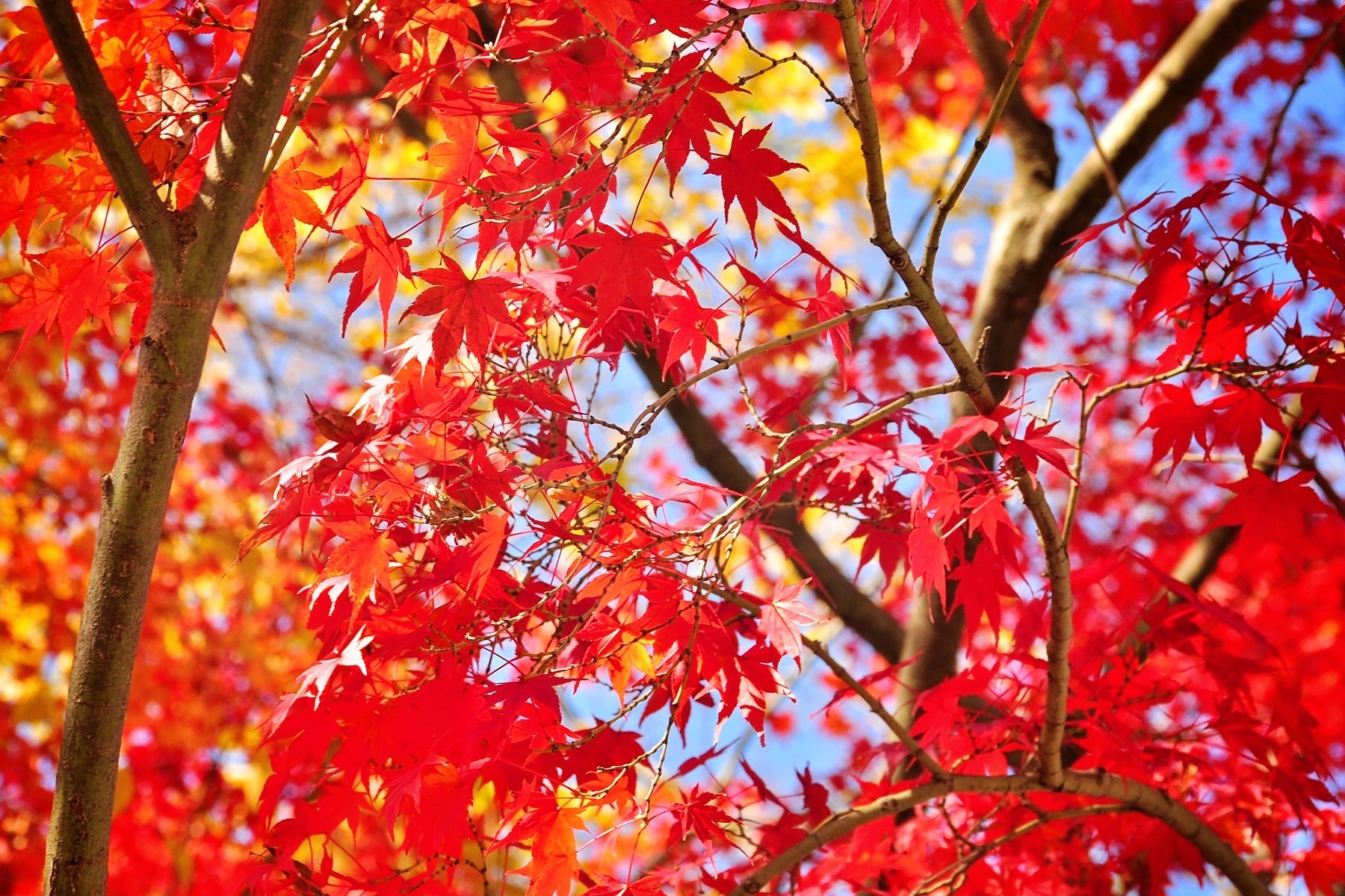 Bringing Autumn Colored Plants to Your Back Yard