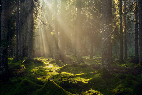 The Origin of “Mother Nature” – Plant Me Green