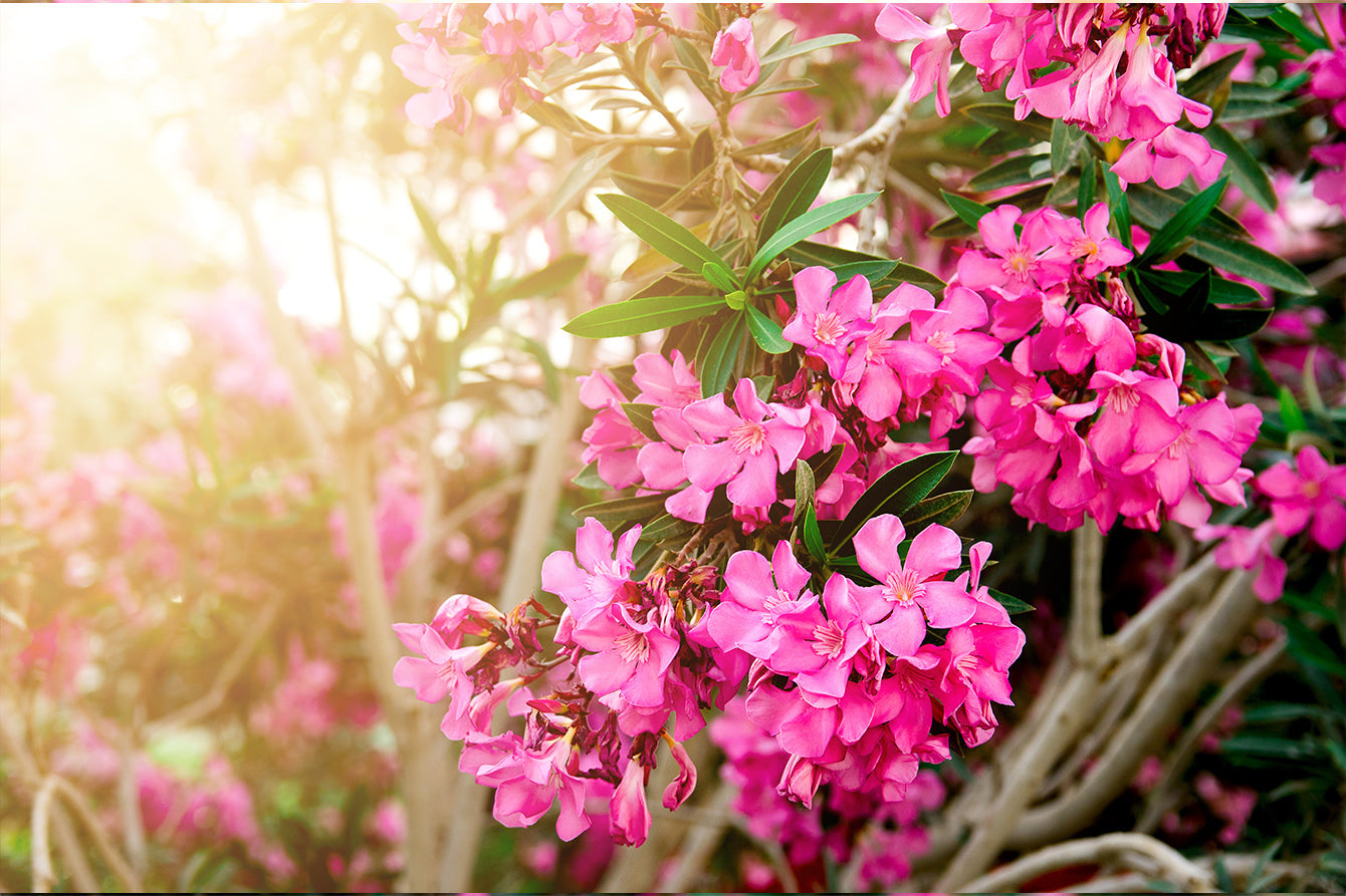 Oleander the Beautiful