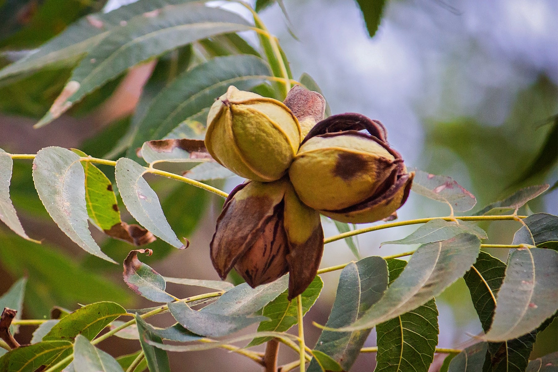 Pecan Trees: Helpful Planting, Care & Harvesting Tips