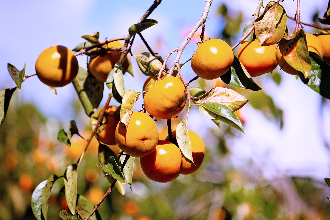 Discover the Sweet Story of Persimmons