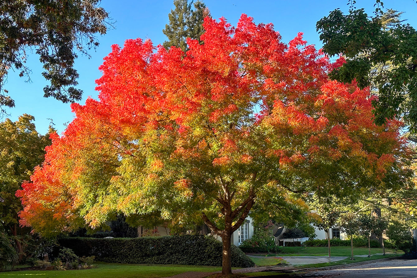 What Everyone Should Know About the Chinese Pistache Tree