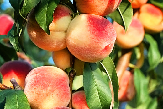 How to Plant and Grow a Peach Tree