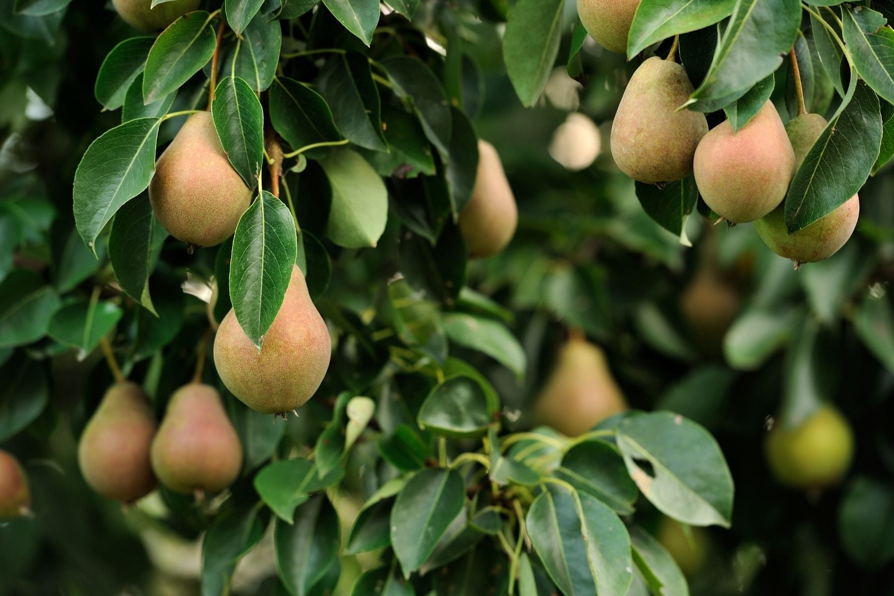 pear tree climate needs