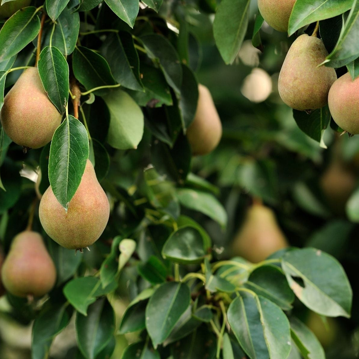 When Do Pear Trees Begin To Produce Fruit? – Plant Me Green