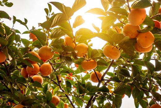 What Are the Best Persimmon Tree Growing Conditions?