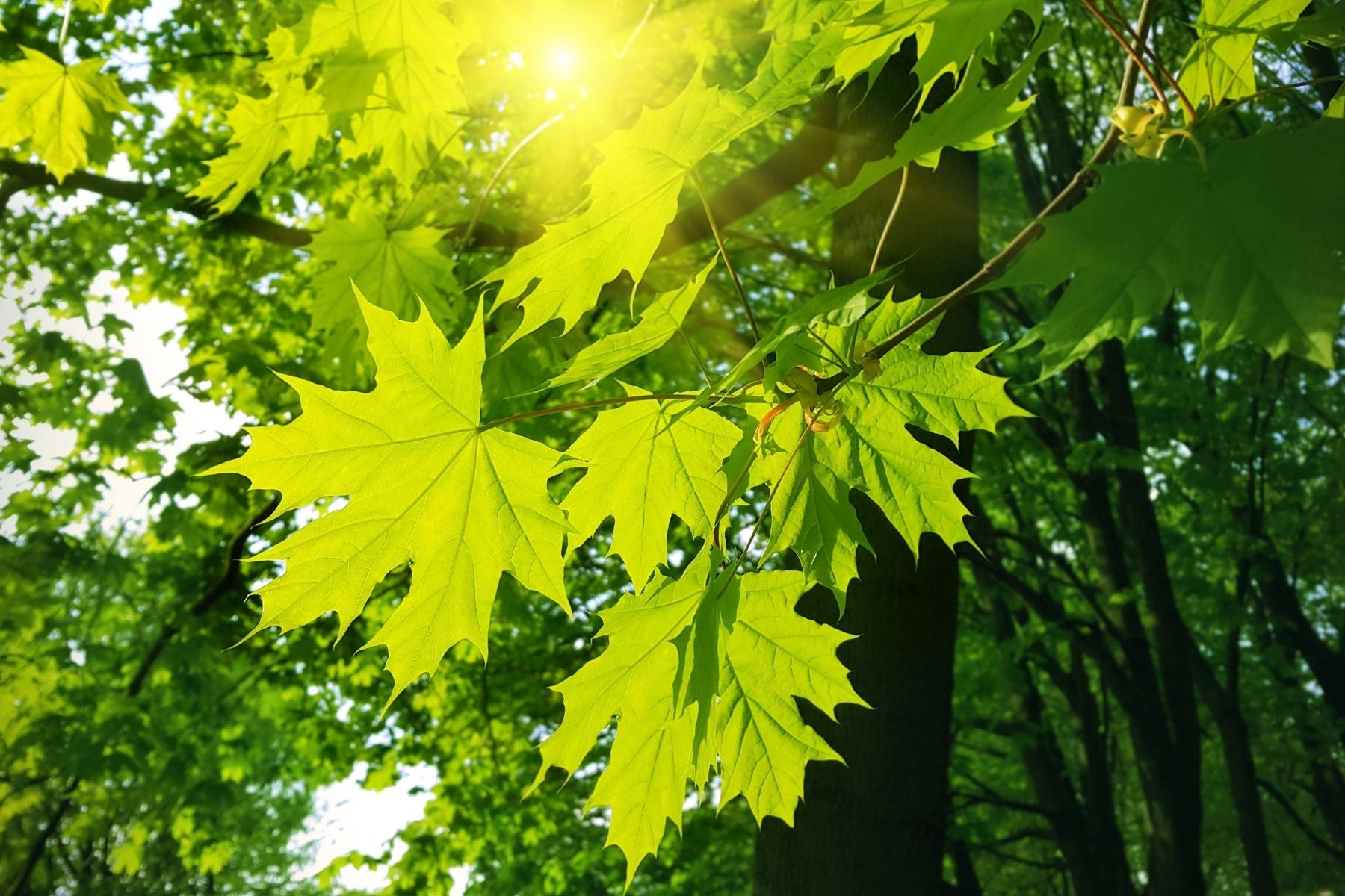 How To Properly Care for Your Maple Trees