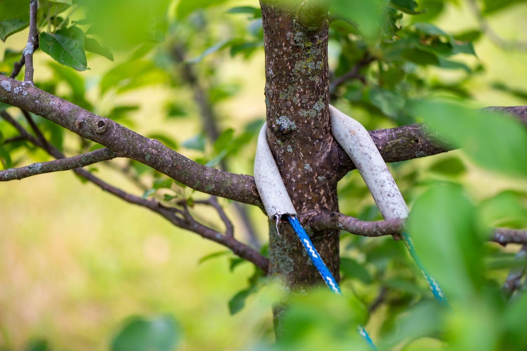 4 Tips for Protecting Your Trees From High Winds