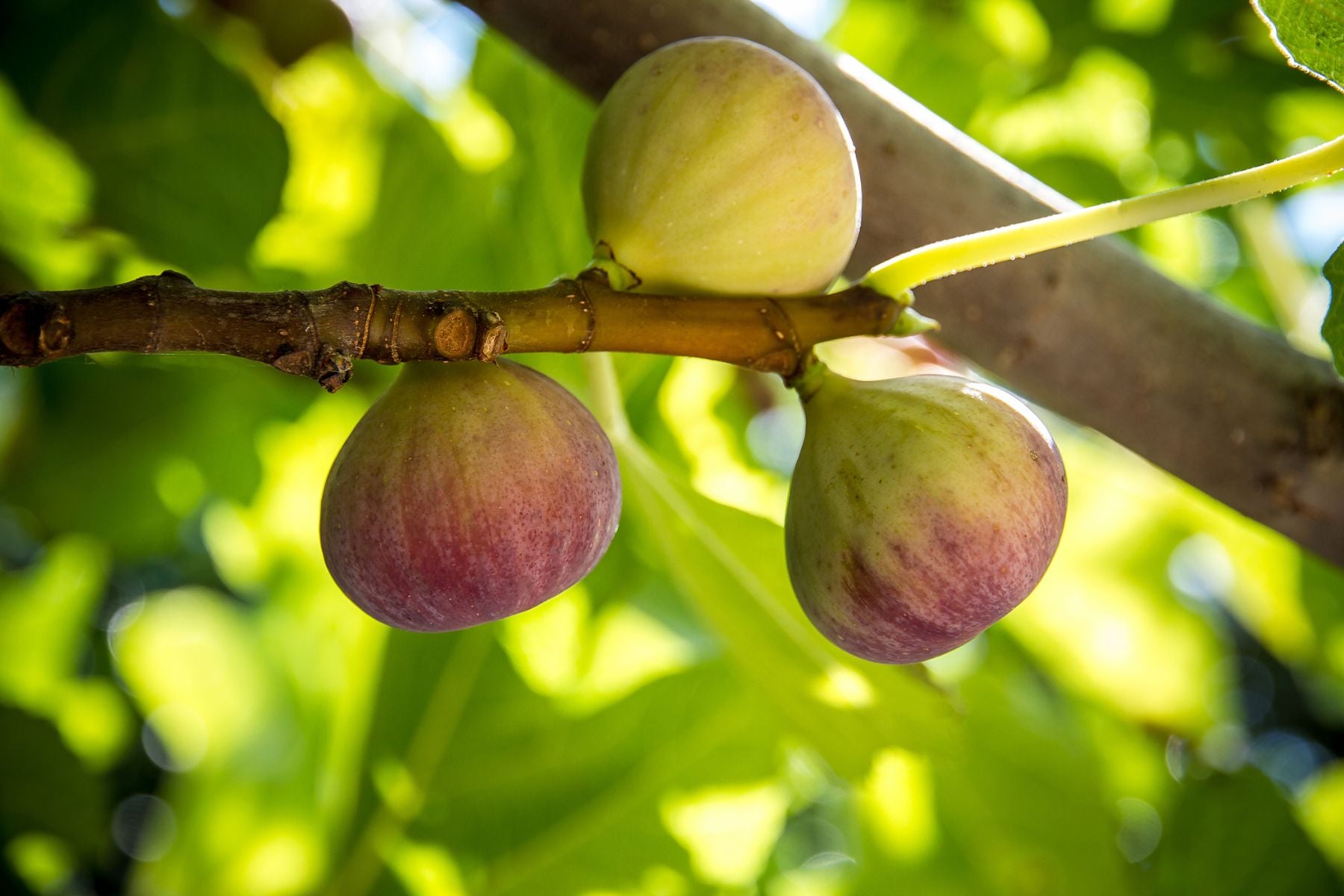 How To Identify and Treat Rust on Your Fig Tree